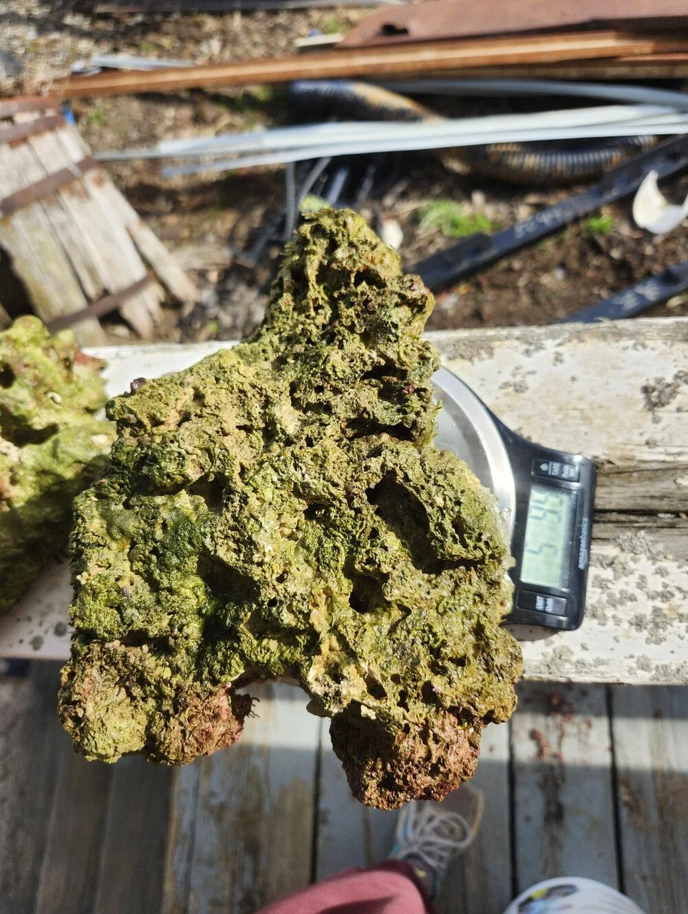 Fiji Dry Base Rock for Saltwater Aquarium Setup Natural Reef Rock Aquascaping